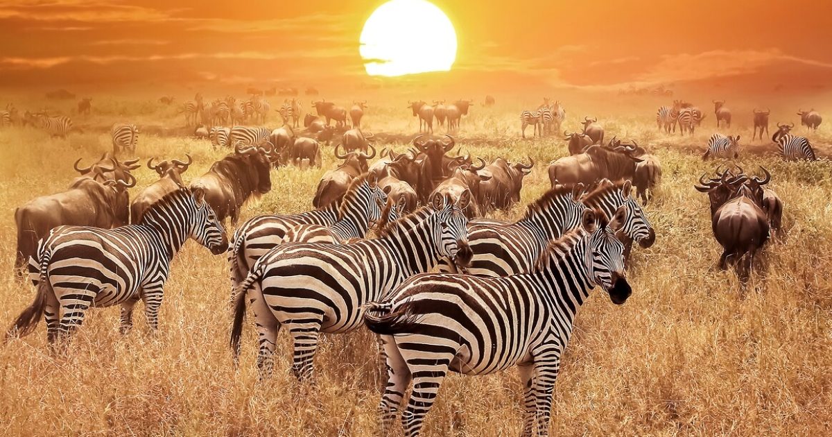 iStock-663981890 1 (1)